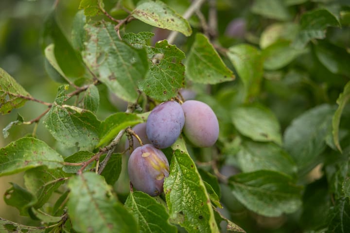 Foto 59 van Het Aamschot 5