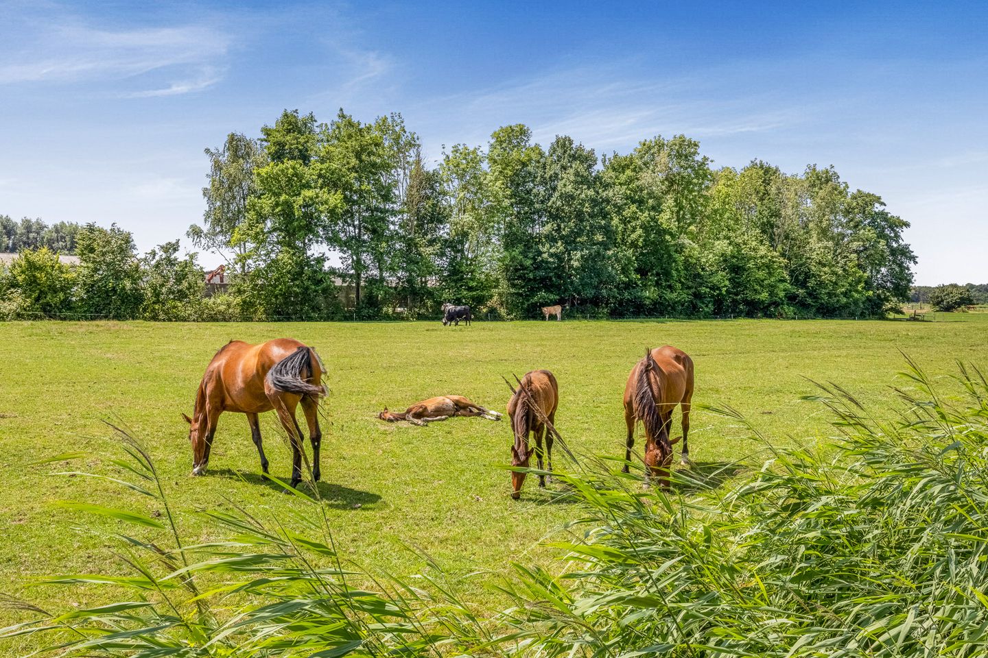 Photo 100 of Stichtse Kade 39