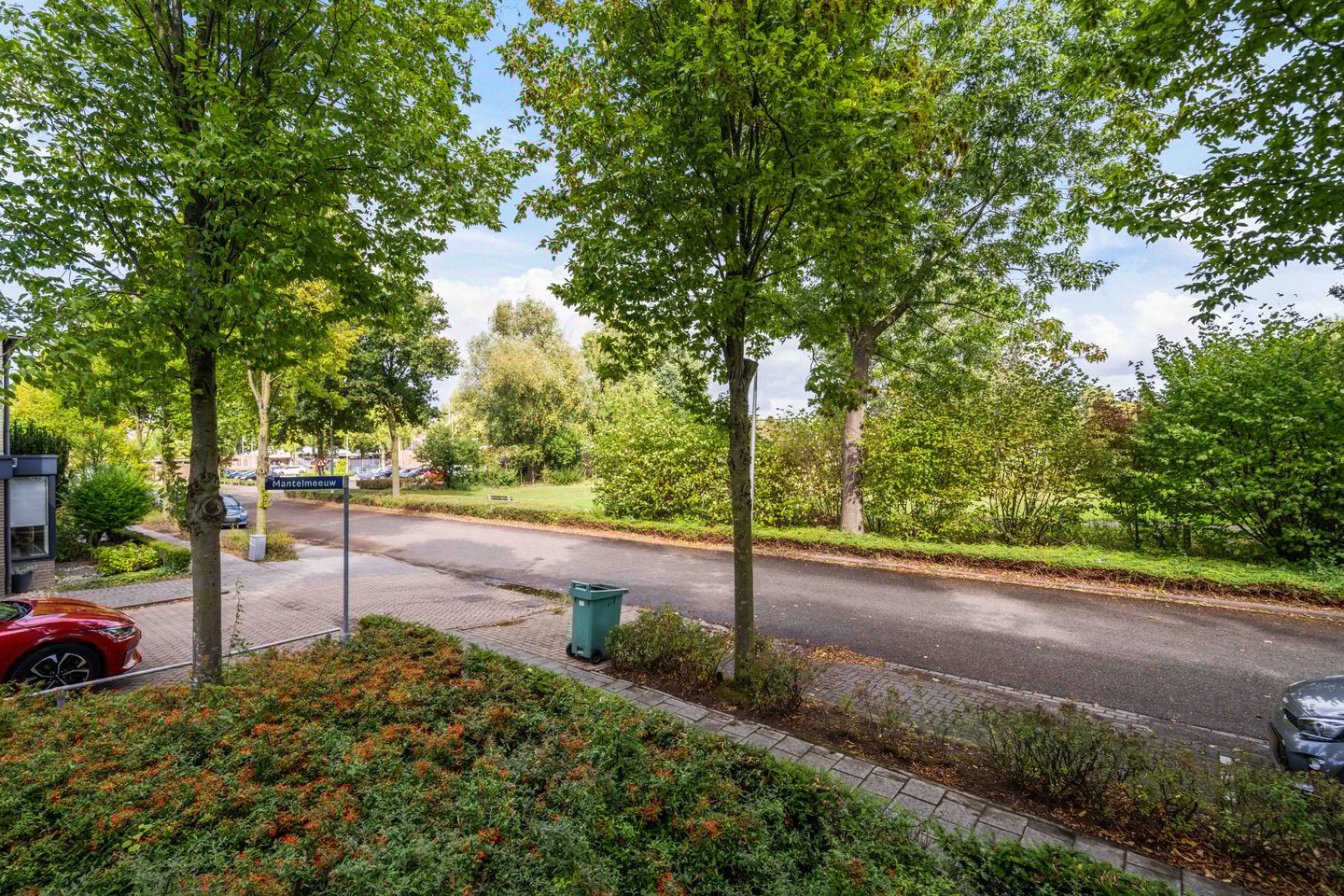 Foto 5 van Mantelmeeuw 2