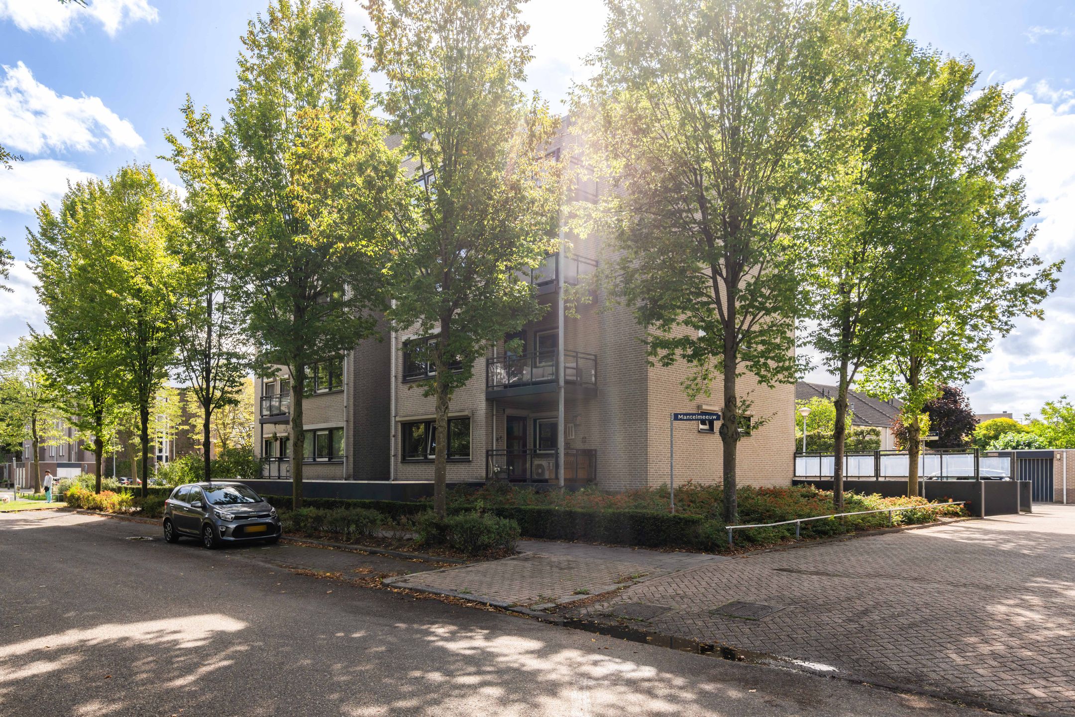 Foto 6 van Mantelmeeuw 2