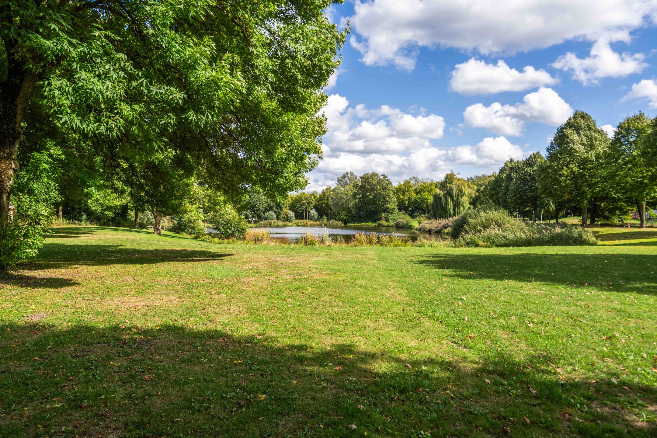 Foto 33 van Mantelmeeuw 2