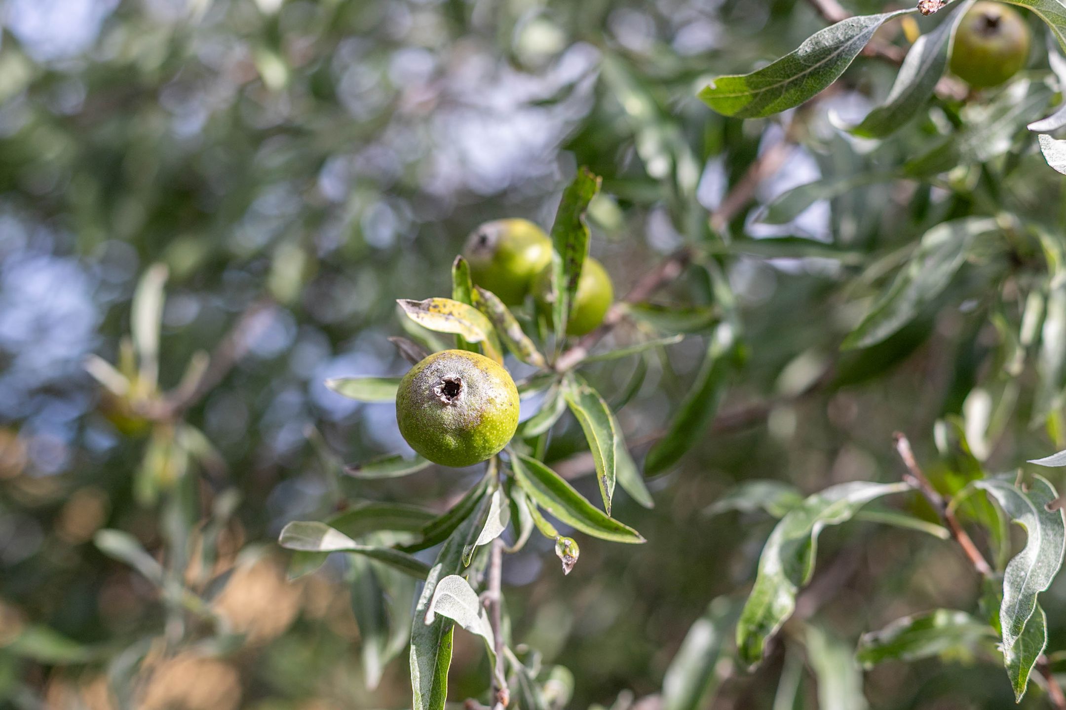 Foto 51 van Oostmeerlaan 138