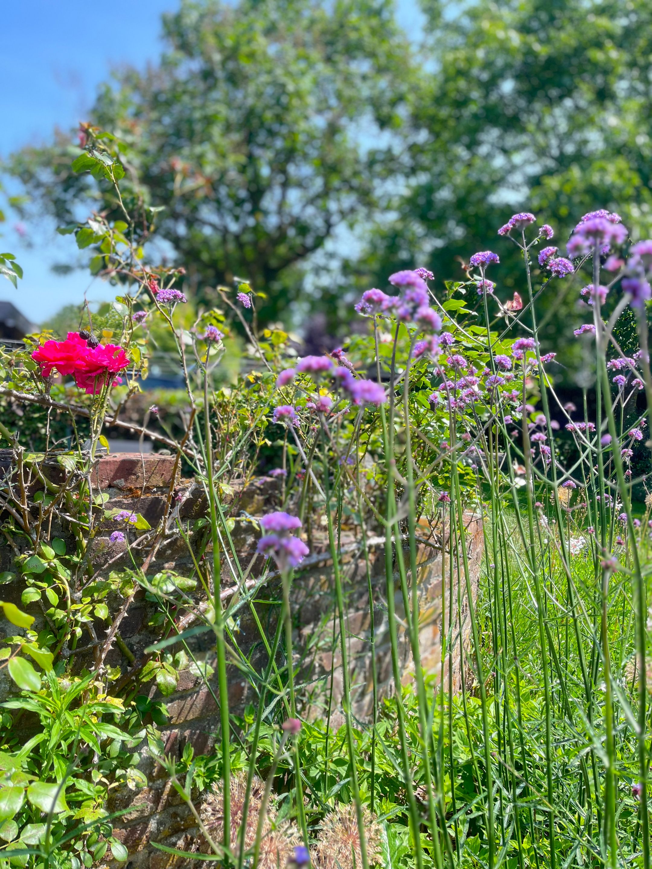 Photo 84 of Heide 17