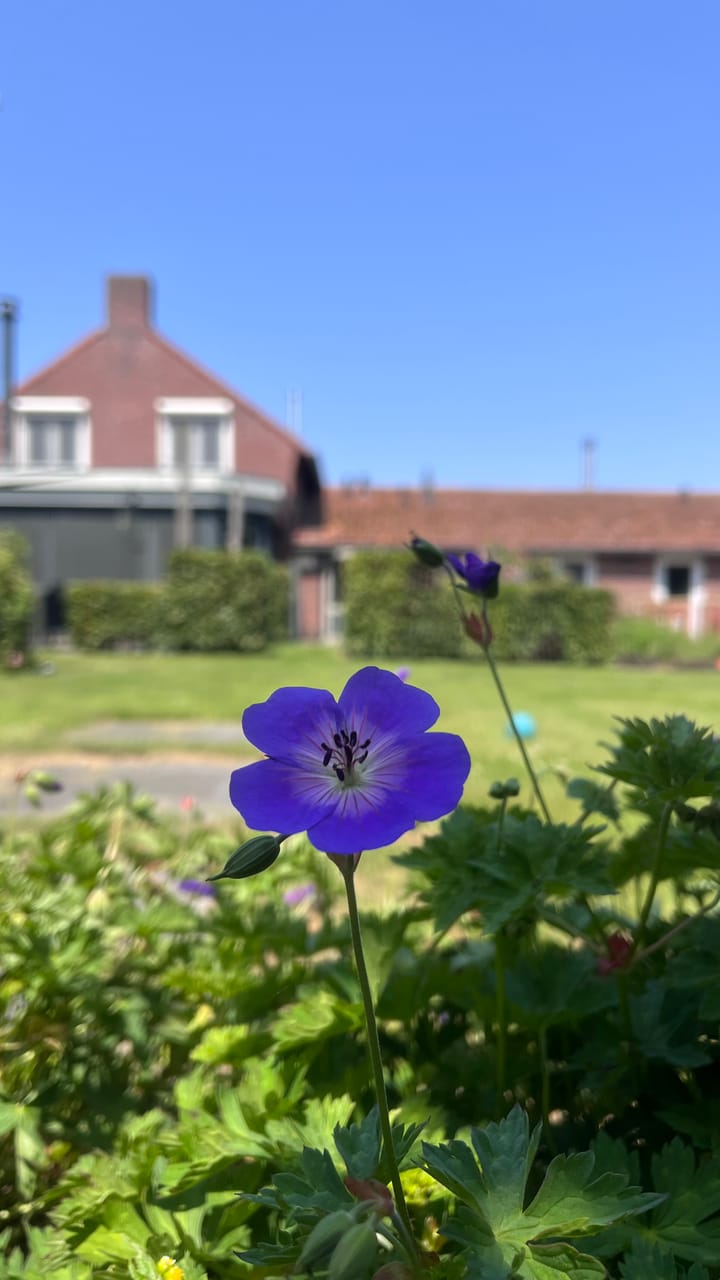 Foto 86 van Heide 17