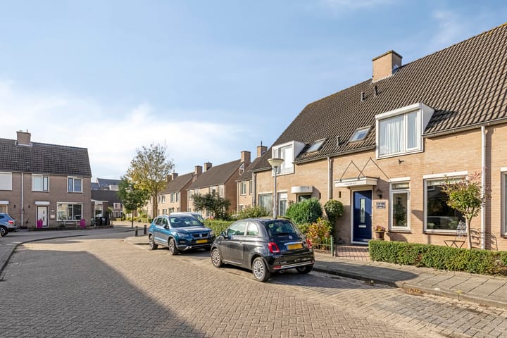 Acacia 81 main image