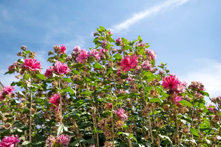 Photo 31 of Haaglaan 5