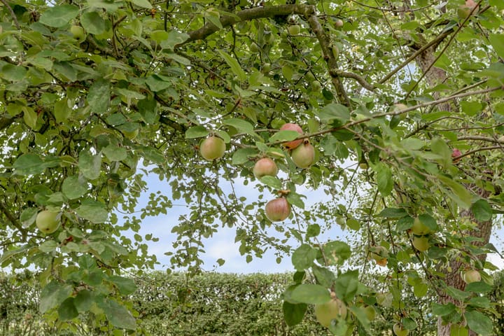 Photo 69 of Hoge Startwijk 1