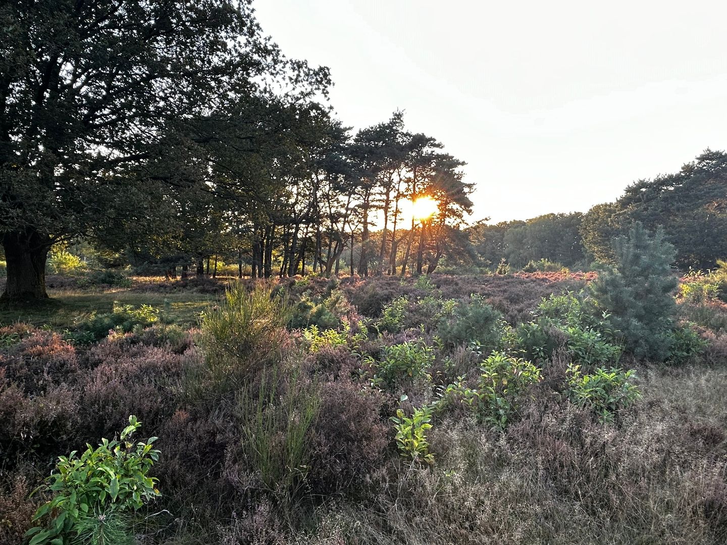 Foto 19 van Erfgooiersstraat 235