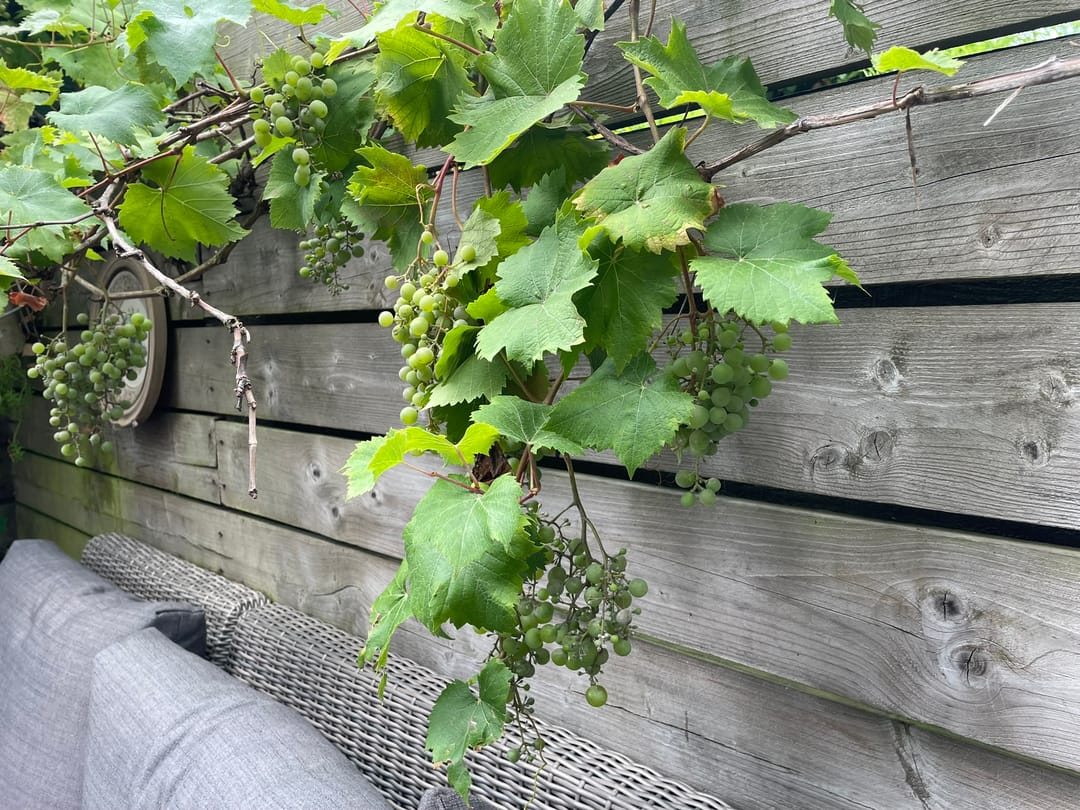 Photo 62 of Klaverstraat 35