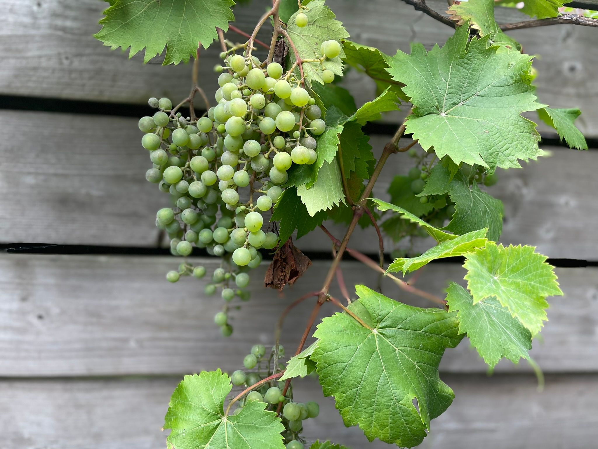 Photo 63 of Klaverstraat 35