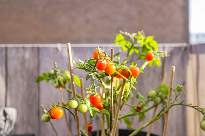 Foto 40 van De Wiek 111