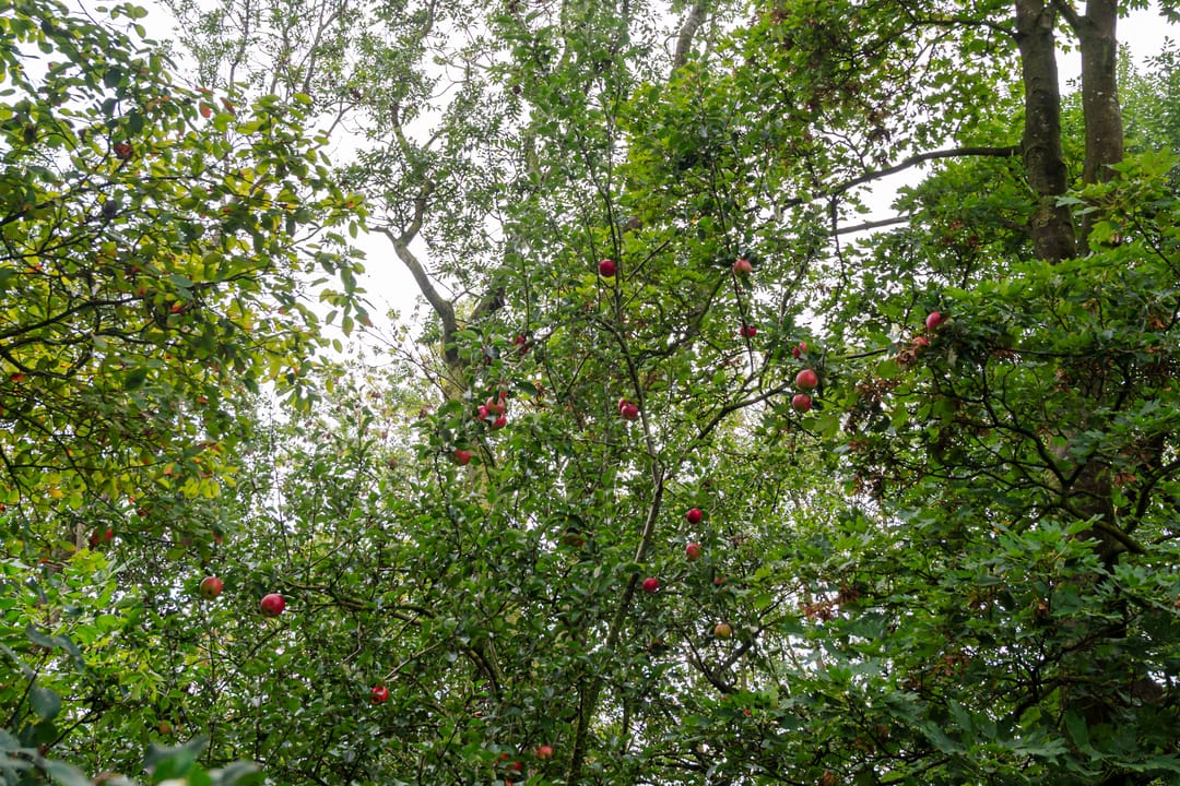 Foto 38 van Grote Sloot 241