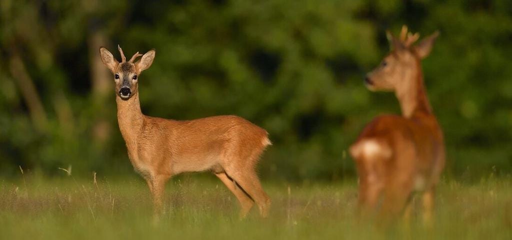 Foto 61 van Buurtweg 40