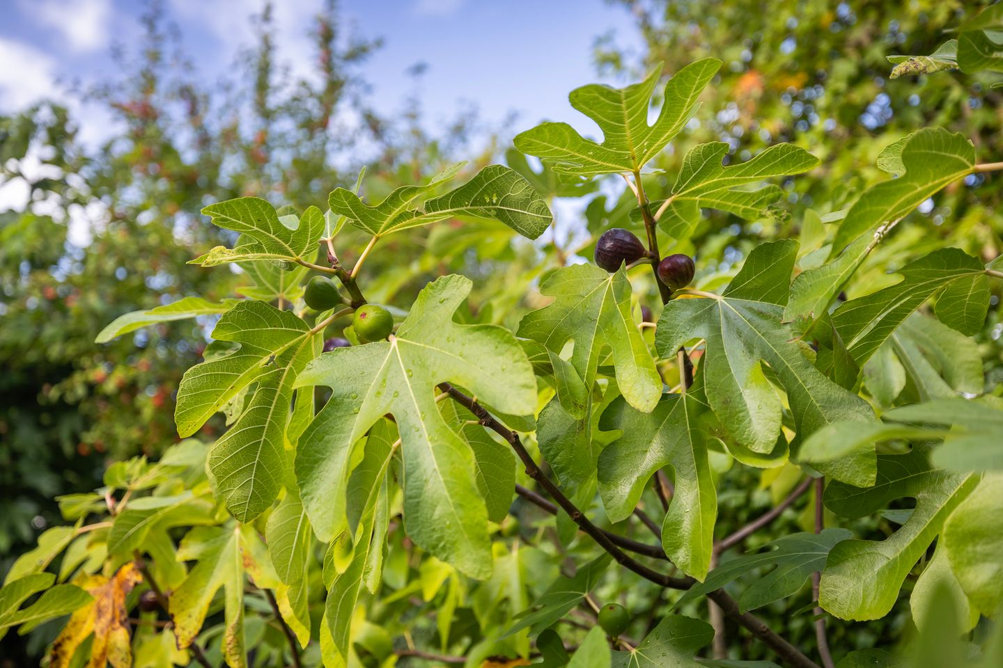 Foto 20 van Prins Clauslaan 29