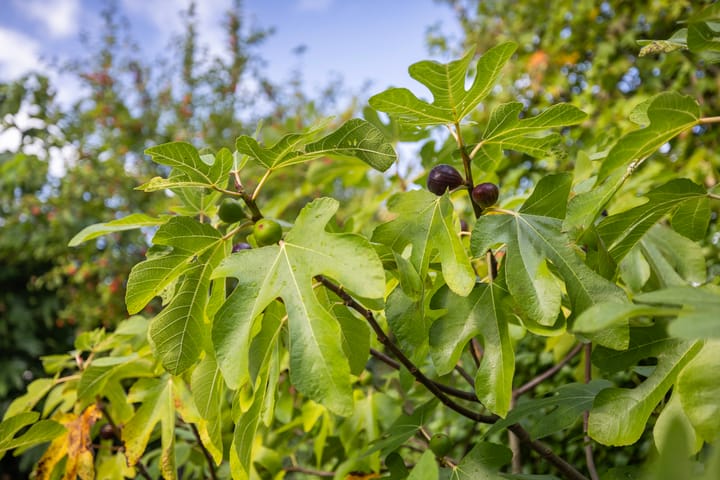 Foto 20 van Prins Clauslaan 29