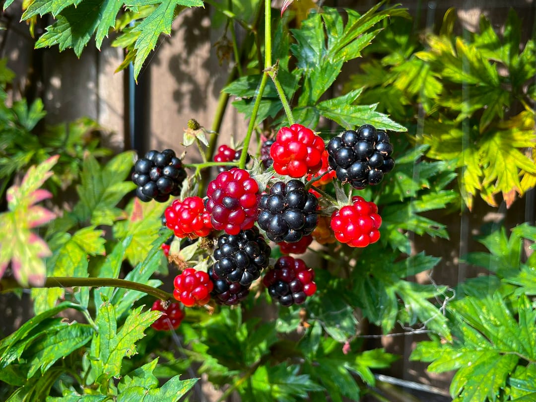 Foto 17 van Snaveldolfijn 6