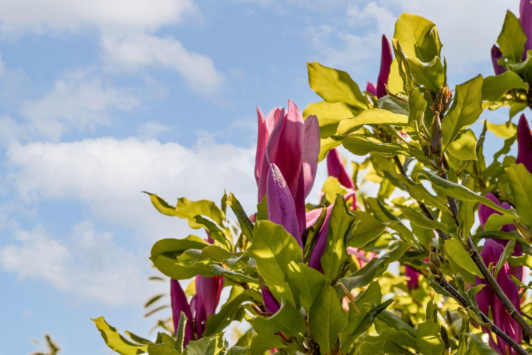 Foto 12 van Graafland 12