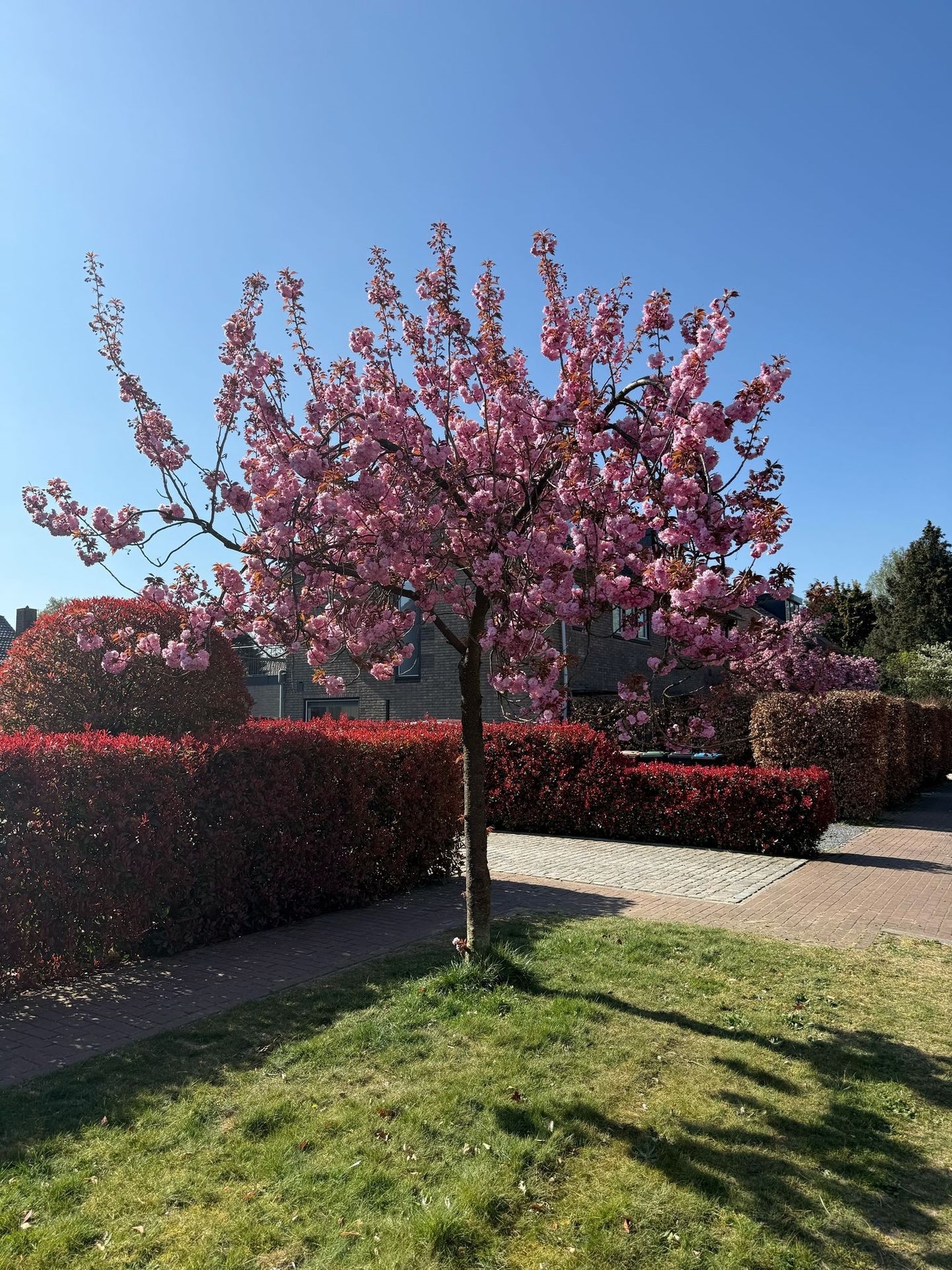 Foto 35 van Graafland 12