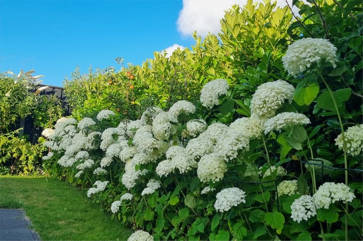 Foto 37 van Heijnkesakker 9