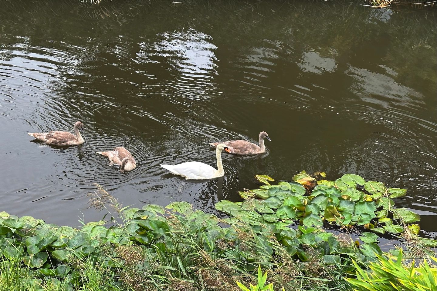 Foto 50 van Weesmeesterstraat 19