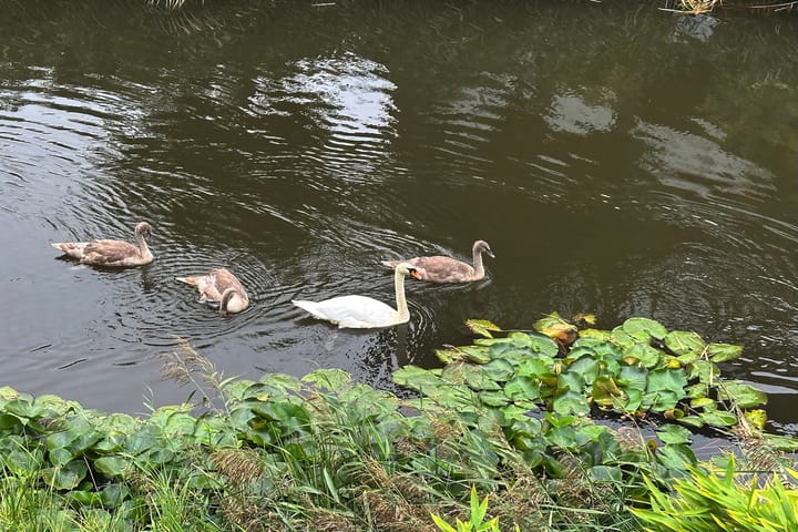 Foto 50 van Weesmeesterstraat 19