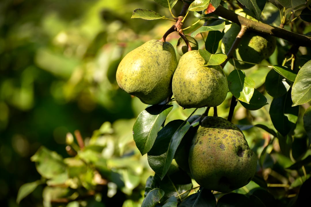 Foto 32 van Oude Karselaan 26