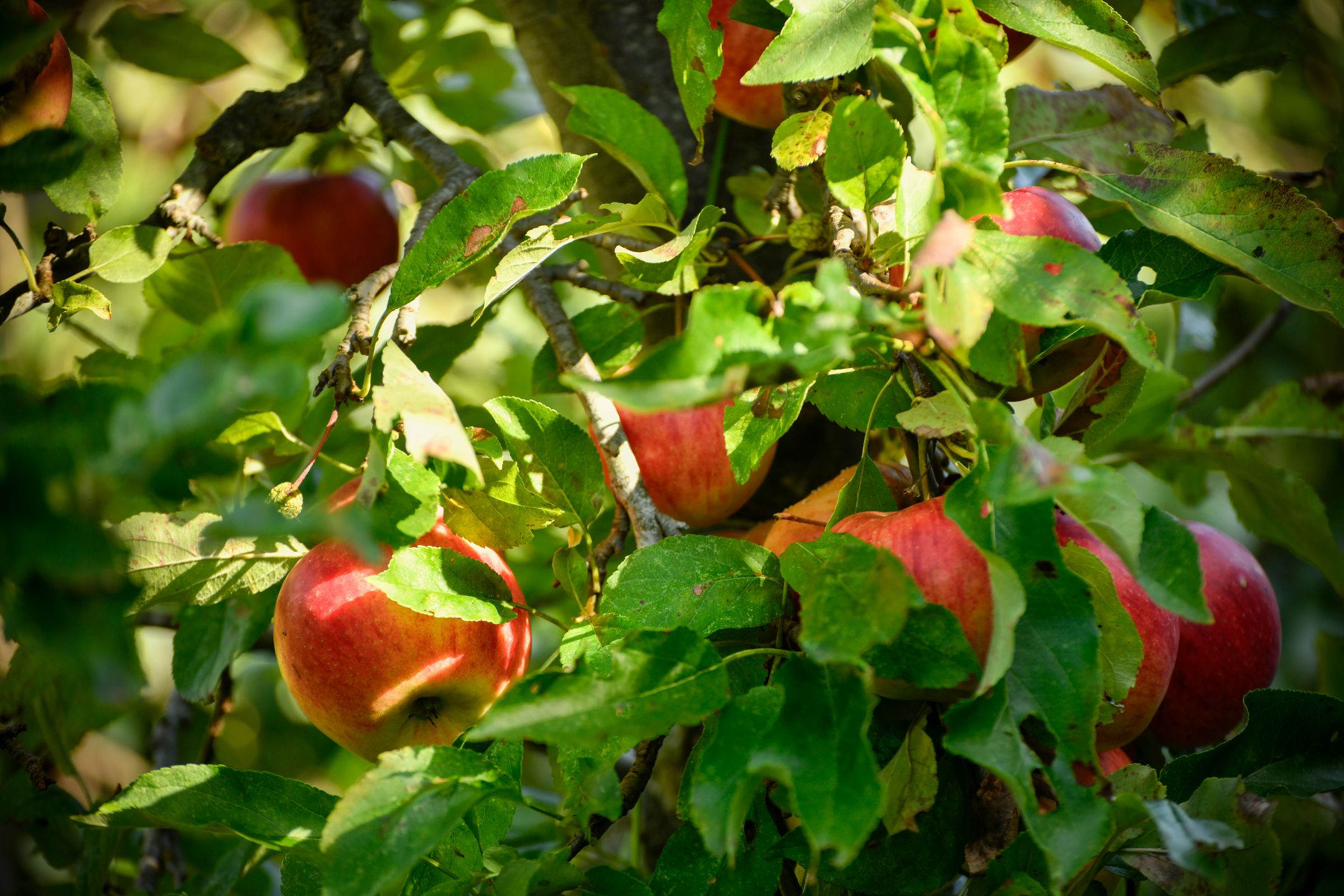 Foto 33 van Oude Karselaan 26