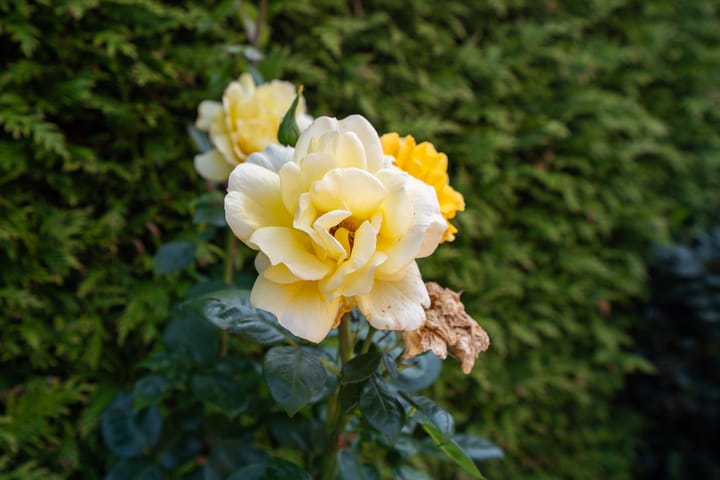 Foto 28 van Boslaan 92