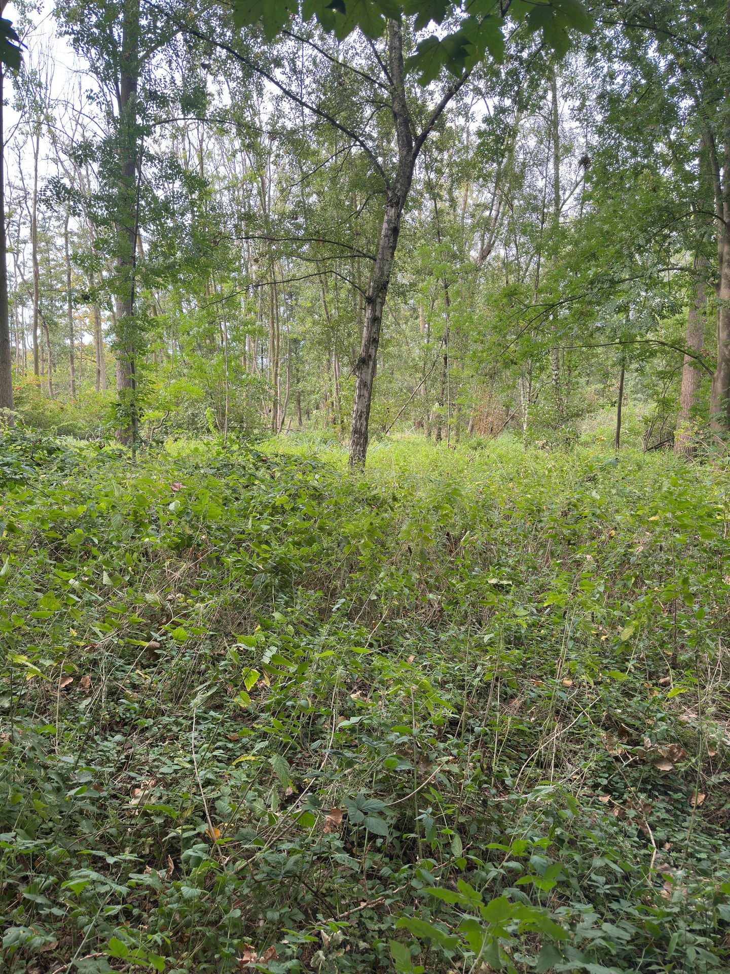 Bekijk foto 5 van Loijeweg