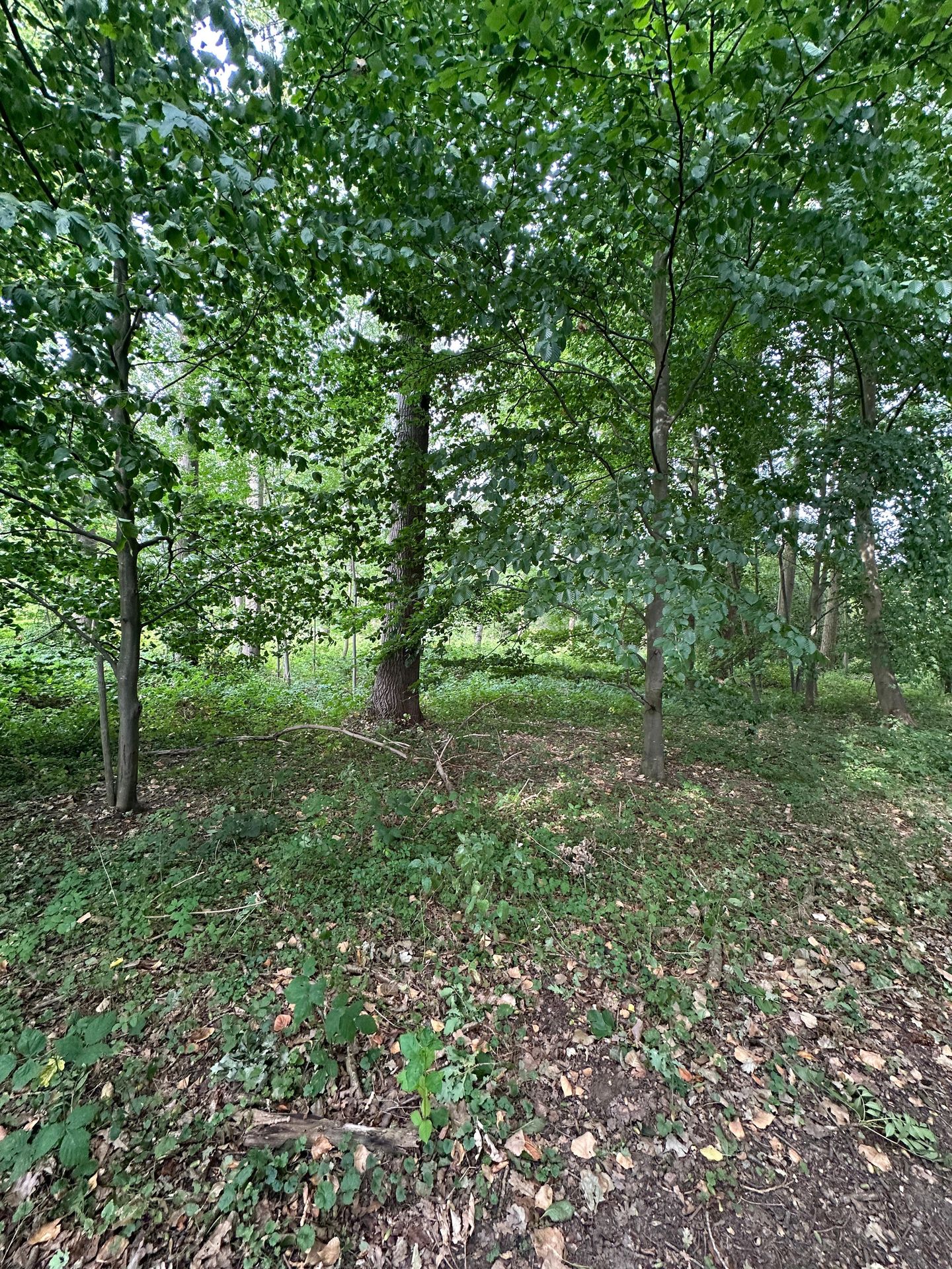 Bekijk foto 3 van Loijeweg