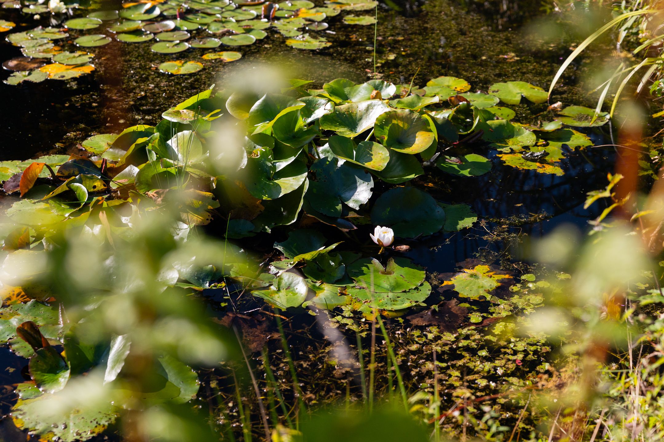 Foto 81 van Whemerweg 29