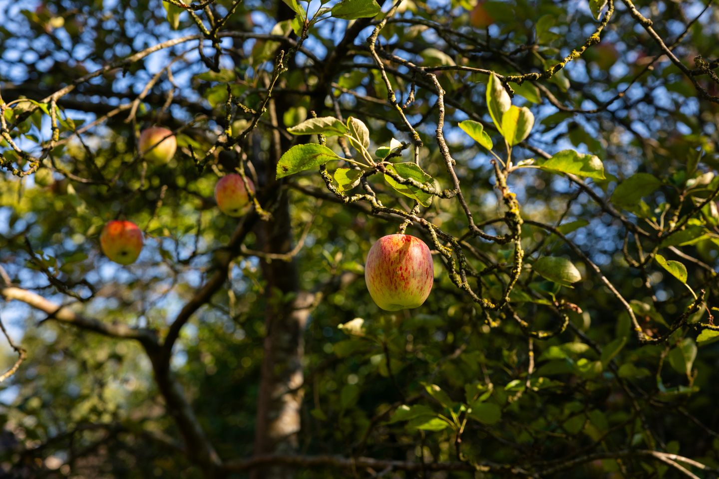 Foto 85 van Whemerweg 29