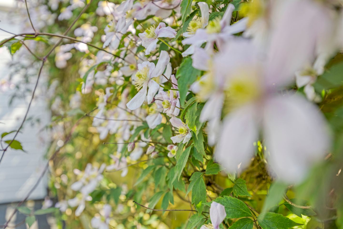 Foto 35 van Medeaschouw 6