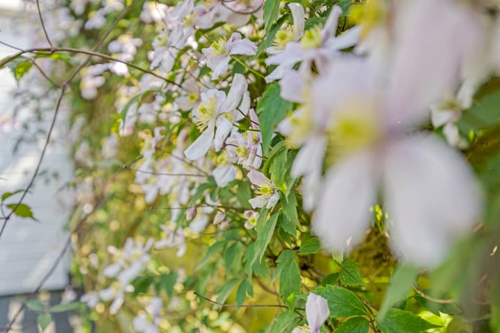 Foto 35 van Medeaschouw 6