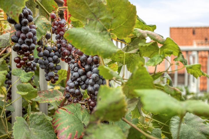 Foto 23 van Dorpsstraat 15