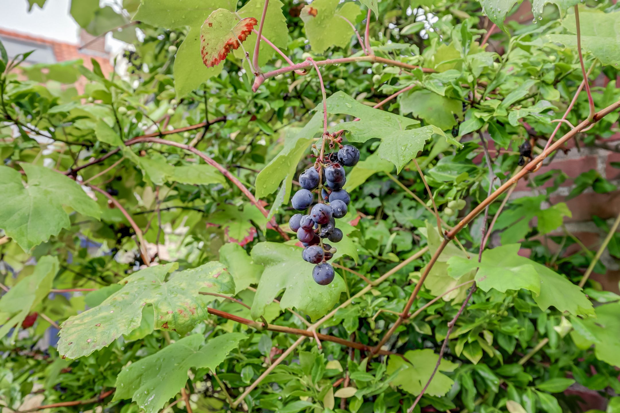 Foto 36 van Pastoor van Soevershemstraat 15