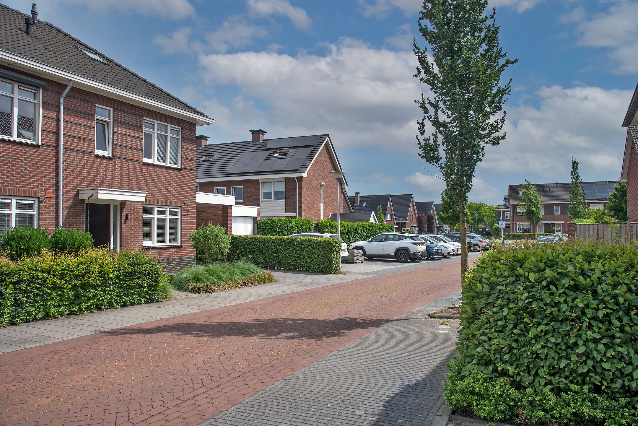 Foto 27 van Speenkruid 2