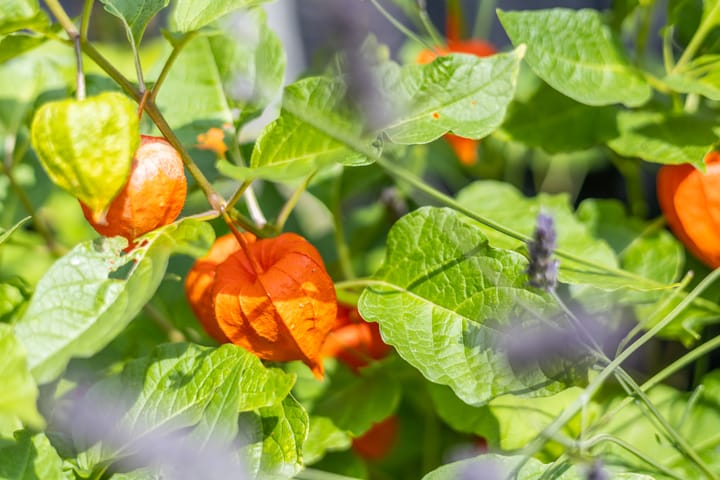 Foto 43 van Tigrisstraat 88