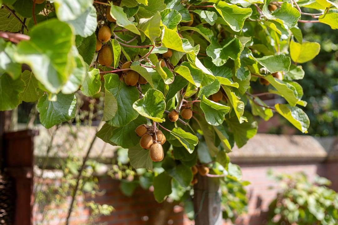 Foto 28 van Julianaplein 12