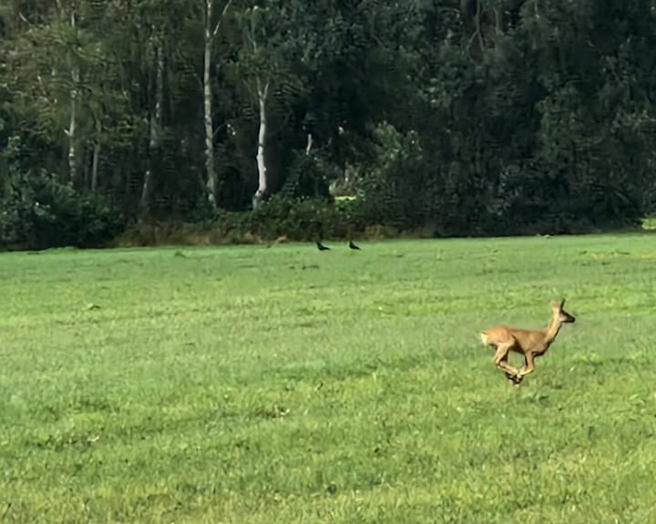 Foto 79 van Schoterlandseweg 33