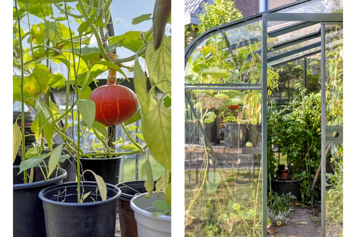 Foto 52 van Distelvlinder 3