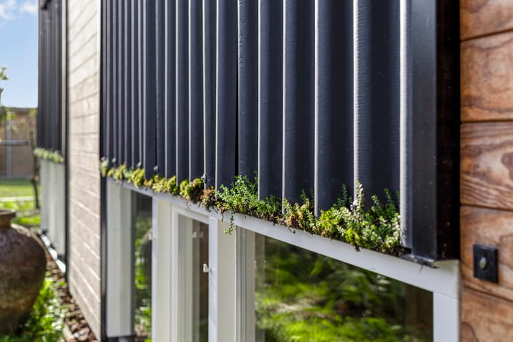 Foto 55 van Distelvlinder 3