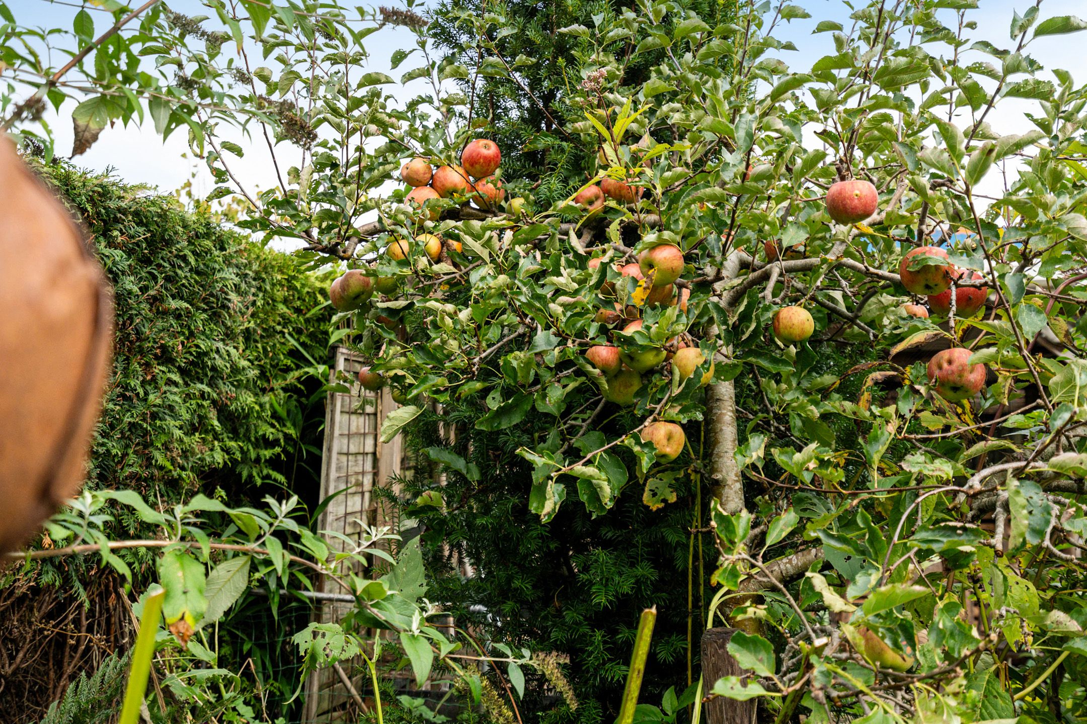 Foto 36 van Scheperskamp 37