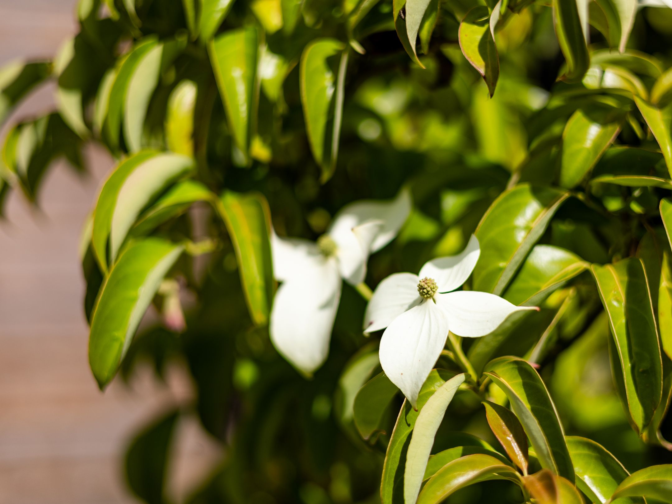 Foto 36 van Waterrad 33