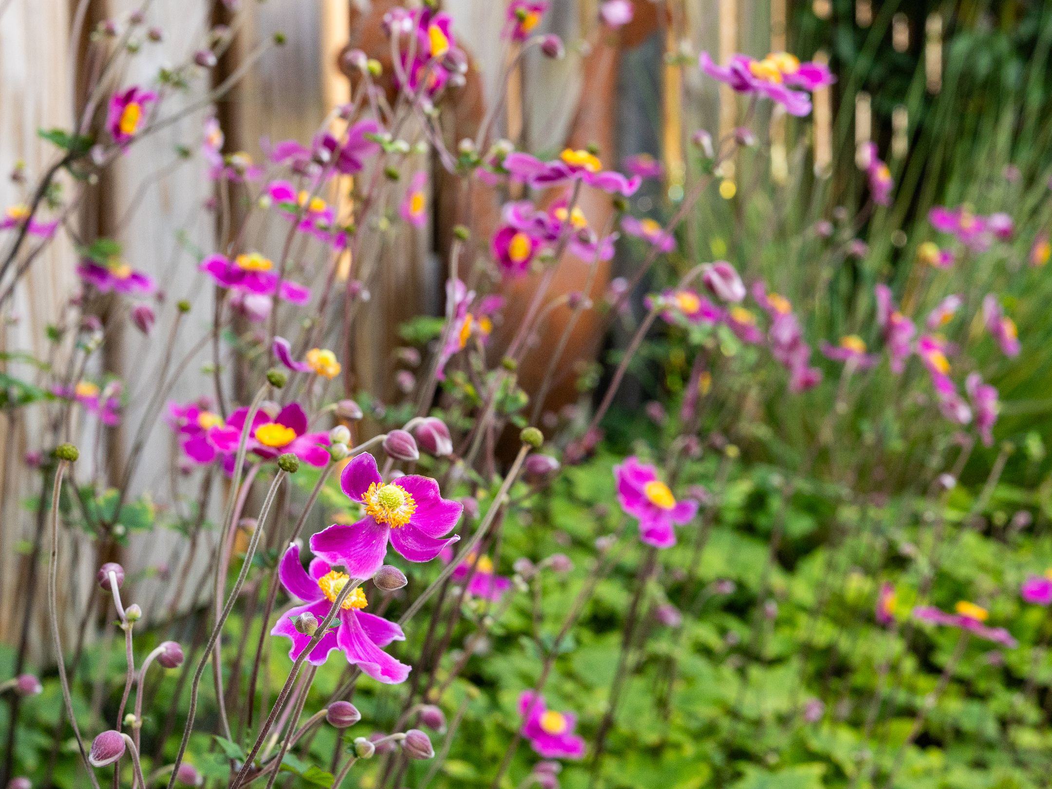 Foto 39 van Waterrad 33