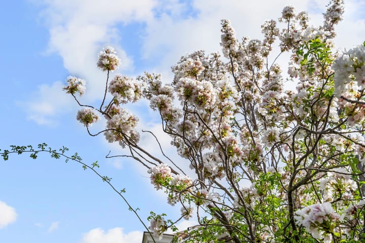 Foto 6 van Churchillweg 94