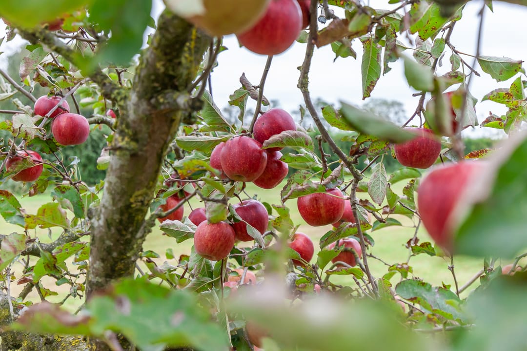 Foto 46 van Pothuizerweg 29