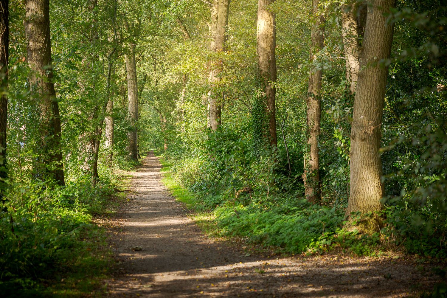 Foto 42 van Zomerweg 1
