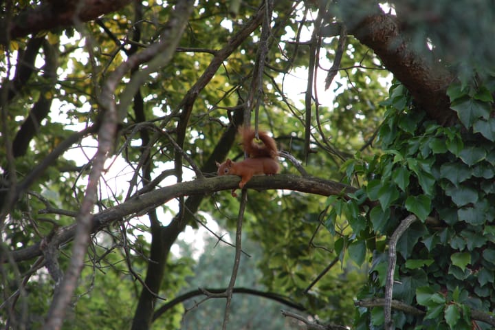 Foto 29 van Franckstraat 1-4