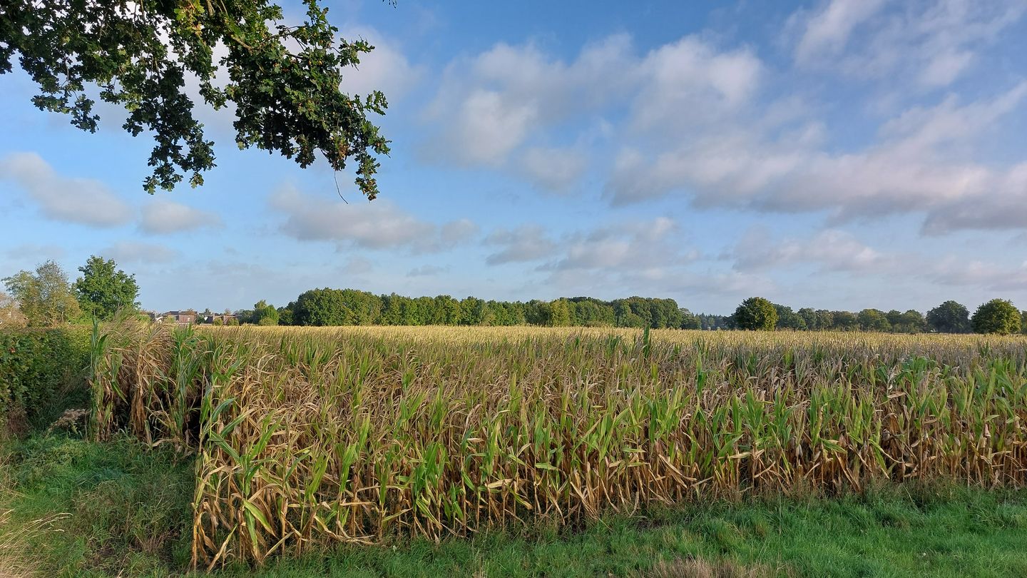 View photo 2 of Wanssumseweg